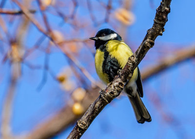 Great Tit