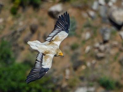 Egyptian vulture