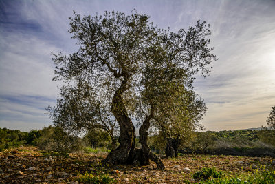 Olive trees is Galilee