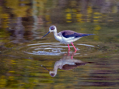 A golden stilt