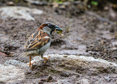 Spanish sparrow with a snack