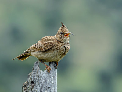 Crested Lark