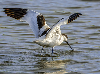 Pied avocet