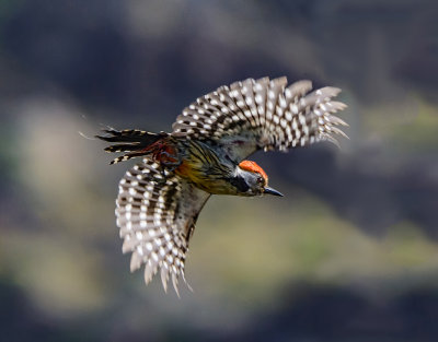 Middle Spotted Woodpecker