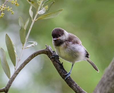 Warbling amidst the bush