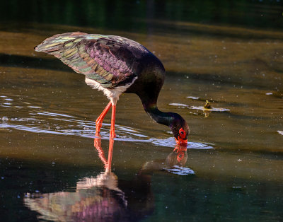 Colorful stork