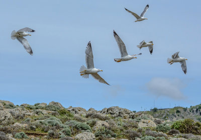 The flock