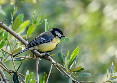 A tit on an olive