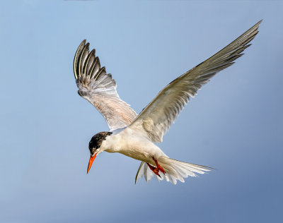 A tern waits its turn