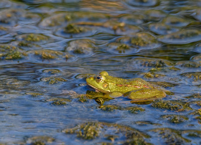 Prince of the swamp