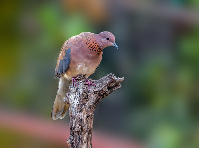 Laughing dove