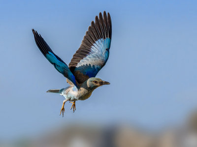 Blue Roller in flight