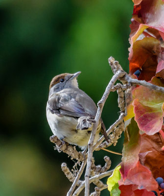 Autumn leaves