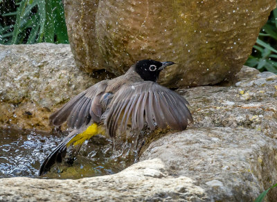Birds' spa is now officially open to the public