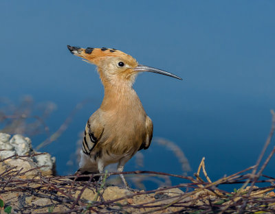 Hoopoe