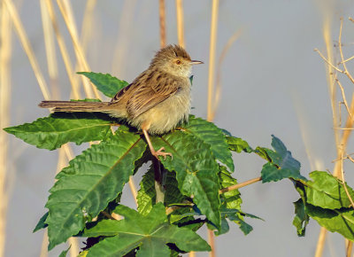 Graceful Prinia