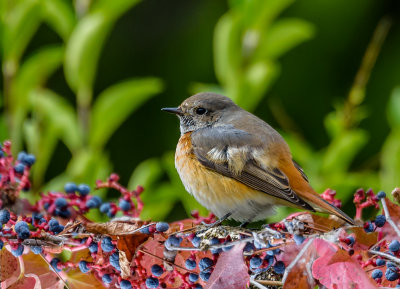 Redstart (male)