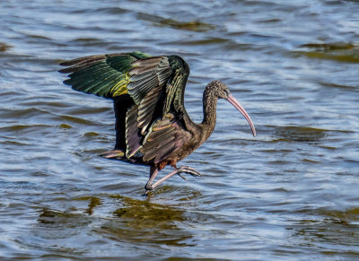 Glossy ibis