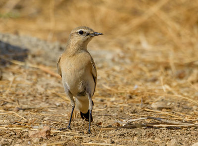 Wheatear