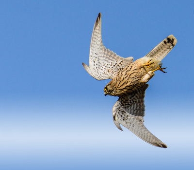 A diving kestrel