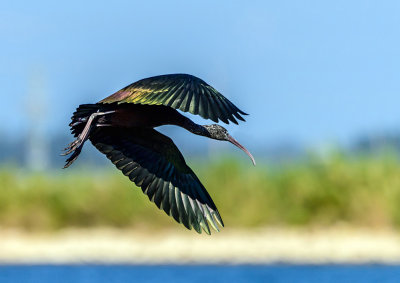 The shining ibis