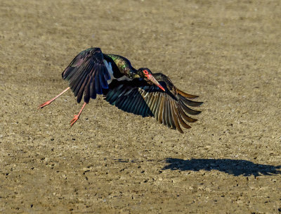 Black Stork