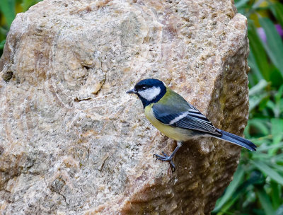 A great tit on a fossiled trunk