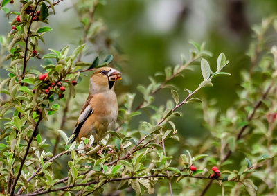 Hawfinch