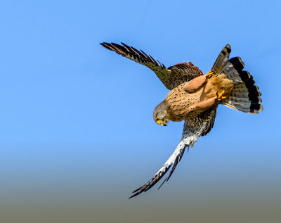 A diving kestrel