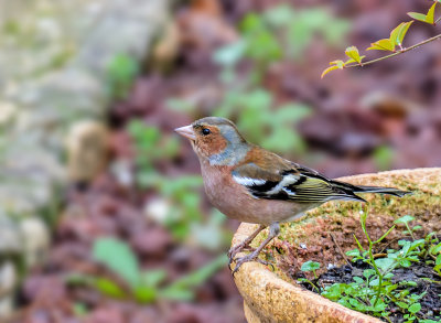 Chaffinch