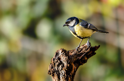 Tit in the morning light