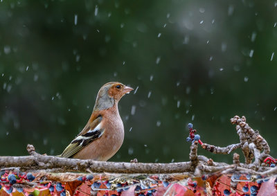 Chaffinch (male) in the rain