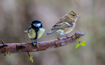 Happy couple