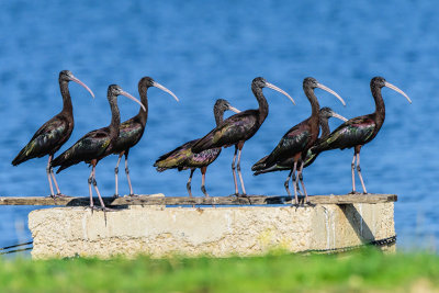 The ibis parade