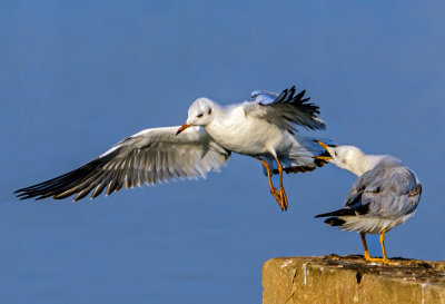 O.K. you can fly away to your girlfriend. I don't need you here anyway!