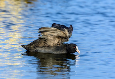 Morning ripples