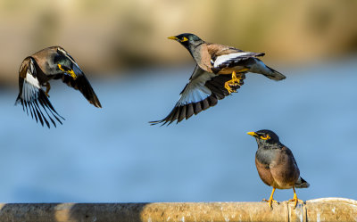 The Myna Air Show