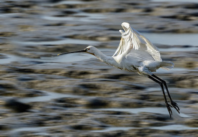 Spoonbill at high velocity