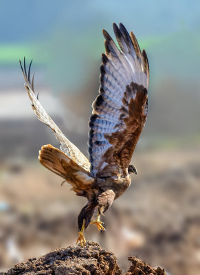 Common Buzzard