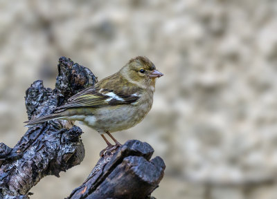 She-chaffinch