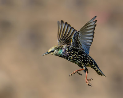 The leaping starling