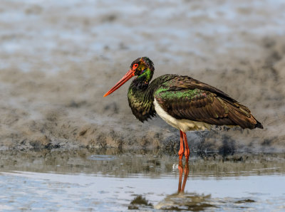 Black Stork