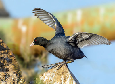 Jumping coot