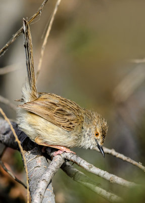 Prinia in a graceful posture