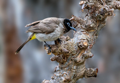 The spectacled bulbul