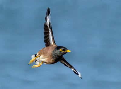 Myna