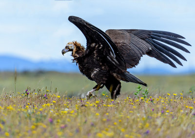Black Eagle - taking off