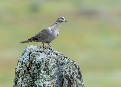 Collared dove on an eagle's perch