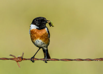 The stonechat
