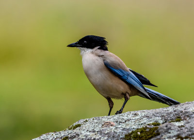 Azure-winged magpie